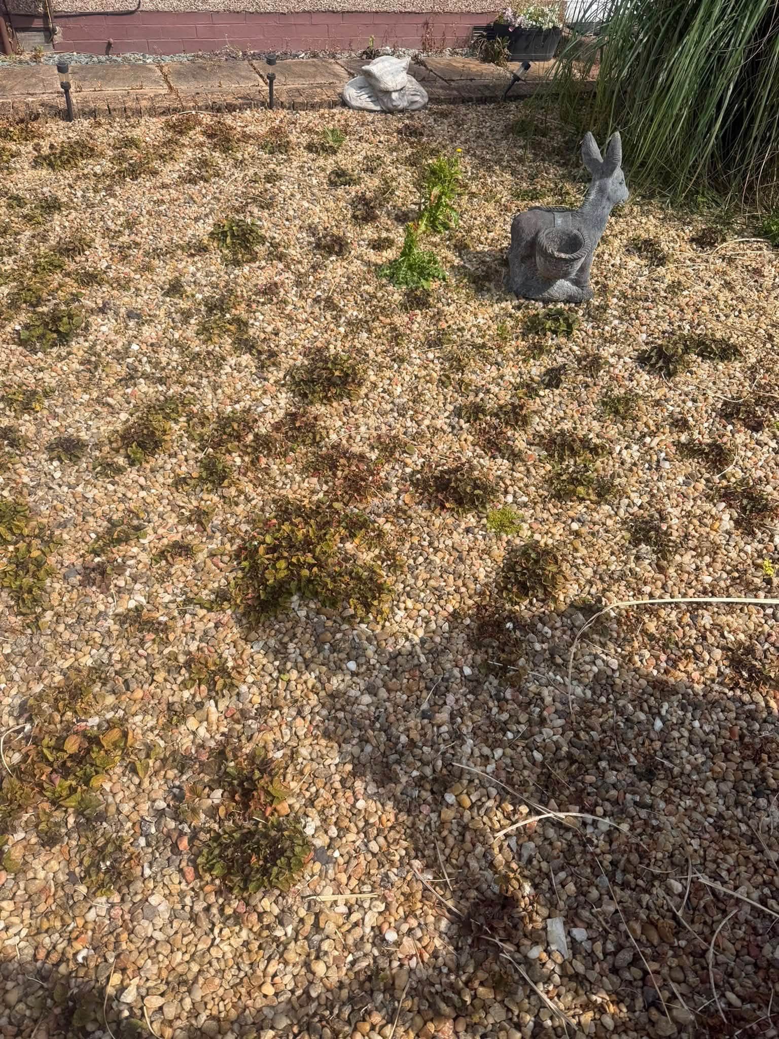 Weeded gravel garden before clearance