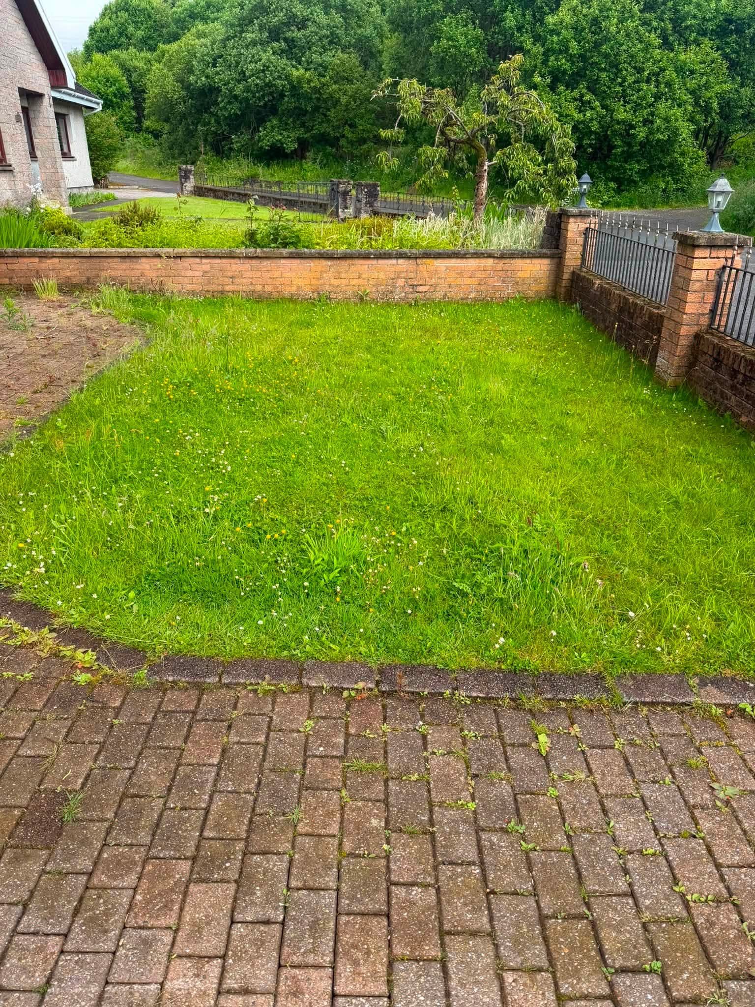 Overgrown lawn before maintenance